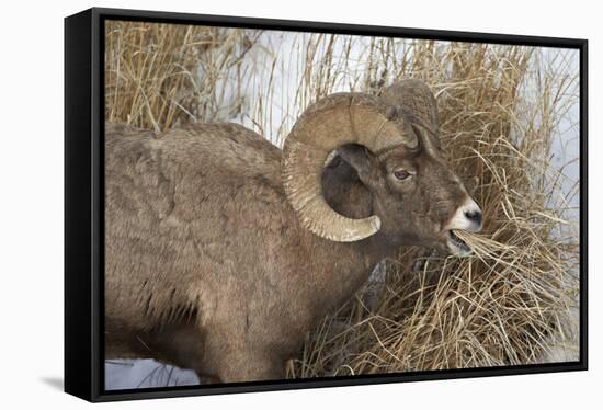 Bighorn Sheep (Ovis Canadensis) Ram Eating in the Winter-James Hager-Framed Stretched Canvas