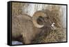 Bighorn Sheep (Ovis Canadensis) Ram Eating in the Winter-James Hager-Framed Stretched Canvas