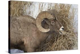 Bighorn Sheep (Ovis Canadensis) Ram Eating in the Winter-James Hager-Stretched Canvas