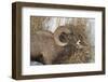 Bighorn Sheep (Ovis Canadensis) Ram Eating in the Winter-James Hager-Framed Photographic Print