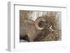 Bighorn Sheep (Ovis Canadensis) Ram Eating in the Winter-James Hager-Framed Photographic Print