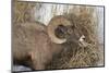 Bighorn Sheep (Ovis Canadensis) Ram Eating in the Winter-James Hager-Mounted Photographic Print