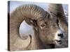 Bighorn Sheep (Ovis Canadensis) Ram Feeding, Yellowstone National Park, Wyoming-null-Stretched Canvas