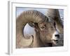 Bighorn Sheep (Ovis Canadensis) Ram Feeding, Yellowstone National Park, Wyoming-null-Framed Photographic Print
