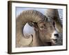 Bighorn Sheep (Ovis Canadensis) Ram Feeding, Yellowstone National Park, Wyoming-null-Framed Photographic Print