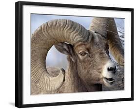 Bighorn Sheep (Ovis Canadensis) Ram Feeding, Yellowstone National Park, Wyoming-null-Framed Photographic Print