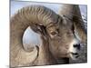Bighorn Sheep (Ovis Canadensis) Ram Feeding, Yellowstone National Park, Wyoming-null-Mounted Photographic Print