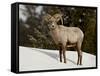 Bighorn Sheep (Ovis Canadensis) Ram in the Snow, Yellowstone National Park, Wyoming-null-Framed Stretched Canvas