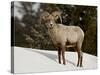 Bighorn Sheep (Ovis Canadensis) Ram in the Snow, Yellowstone National Park, Wyoming-null-Stretched Canvas
