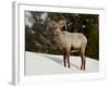 Bighorn Sheep (Ovis Canadensis) Ram in the Snow, Yellowstone National Park, Wyoming-null-Framed Photographic Print