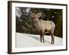 Bighorn Sheep (Ovis Canadensis) Ram in the Snow, Yellowstone National Park, Wyoming-null-Framed Photographic Print