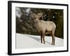 Bighorn Sheep (Ovis Canadensis) Ram in the Snow, Yellowstone National Park, Wyoming-null-Framed Photographic Print