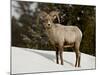 Bighorn Sheep (Ovis Canadensis) Ram in the Snow, Yellowstone National Park, Wyoming-null-Mounted Photographic Print