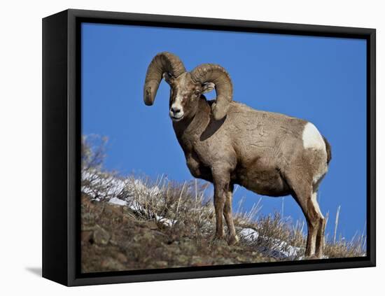 Bighorn Sheep (Ovis Canadensis) Ram in the Snow-James Hager-Framed Stretched Canvas
