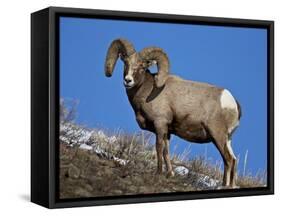 Bighorn Sheep (Ovis Canadensis) Ram in the Snow-James Hager-Framed Stretched Canvas