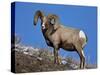 Bighorn Sheep (Ovis Canadensis) Ram in the Snow-James Hager-Stretched Canvas