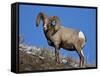 Bighorn Sheep (Ovis Canadensis) Ram in the Snow-James Hager-Framed Stretched Canvas