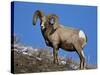 Bighorn Sheep (Ovis Canadensis) Ram in the Snow-James Hager-Stretched Canvas