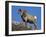 Bighorn Sheep (Ovis Canadensis) Ram in the Snow-James Hager-Framed Photographic Print