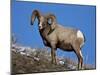 Bighorn Sheep (Ovis Canadensis) Ram in the Snow-James Hager-Mounted Photographic Print