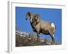 Bighorn Sheep (Ovis Canadensis) Ram in the Snow-James Hager-Framed Photographic Print