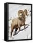 Bighorn Sheep (Ovis Canadensis) Ram in the Snow-James Hager-Framed Stretched Canvas