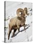 Bighorn Sheep (Ovis Canadensis) Ram in the Snow-James Hager-Stretched Canvas