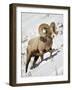 Bighorn Sheep (Ovis Canadensis) Ram in the Snow-James Hager-Framed Photographic Print