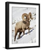 Bighorn Sheep (Ovis Canadensis) Ram in the Snow-James Hager-Framed Photographic Print