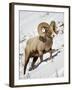 Bighorn Sheep (Ovis Canadensis) Ram in the Snow-James Hager-Framed Photographic Print