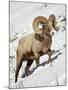 Bighorn Sheep (Ovis Canadensis) Ram in the Snow-James Hager-Mounted Photographic Print