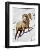 Bighorn Sheep (Ovis Canadensis) Ram in the Snow-James Hager-Framed Premium Photographic Print