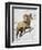 Bighorn Sheep (Ovis Canadensis) Ram in the Snow-James Hager-Framed Premium Photographic Print