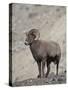 Bighorn Sheep (Ovis Canadensis) Ram with an Erection During Rut, Clear Creek County, Colorado, USA-James Hager-Stretched Canvas