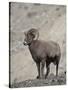 Bighorn Sheep (Ovis Canadensis) Ram with an Erection During Rut, Clear Creek County, Colorado, USA-James Hager-Stretched Canvas