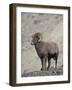 Bighorn Sheep (Ovis Canadensis) Ram with an Erection During Rut, Clear Creek County, Colorado, USA-James Hager-Framed Photographic Print