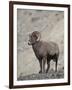 Bighorn Sheep (Ovis Canadensis) Ram with an Erection During Rut, Clear Creek County, Colorado, USA-James Hager-Framed Photographic Print