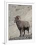 Bighorn Sheep (Ovis Canadensis) Ram with an Erection During Rut, Clear Creek County, Colorado, USA-James Hager-Framed Photographic Print