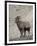 Bighorn Sheep (Ovis Canadensis) Ram with an Erection During Rut, Clear Creek County, Colorado, USA-James Hager-Framed Photographic Print