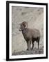 Bighorn Sheep (Ovis Canadensis) Ram with an Erection During Rut, Clear Creek County, Colorado, USA-James Hager-Framed Photographic Print