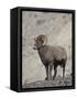 Bighorn Sheep (Ovis Canadensis) Ram with an Erection During Rut, Clear Creek County, Colorado, USA-James Hager-Framed Stretched Canvas