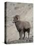 Bighorn Sheep (Ovis Canadensis) Ram with an Erection During Rut, Clear Creek County, Colorado, USA-James Hager-Stretched Canvas