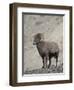 Bighorn Sheep (Ovis Canadensis) Ram with an Erection During Rut, Clear Creek County, Colorado, USA-James Hager-Framed Photographic Print