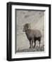 Bighorn Sheep (Ovis Canadensis) Ram with an Erection During Rut, Clear Creek County, Colorado, USA-James Hager-Framed Photographic Print