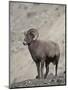 Bighorn Sheep (Ovis Canadensis) Ram with an Erection During Rut, Clear Creek County, Colorado, USA-James Hager-Mounted Photographic Print