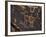 Bighorn Sheep Petroglyph, Petrified Forest National Park, Arizona, USA-James Hager-Framed Photographic Print