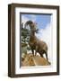 Bighorn Sheep Ram In Banff-null-Framed Art Print