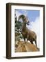 Bighorn Sheep Ram In Banff-null-Framed Art Print