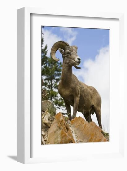 Bighorn Sheep Ram In Banff-null-Framed Art Print