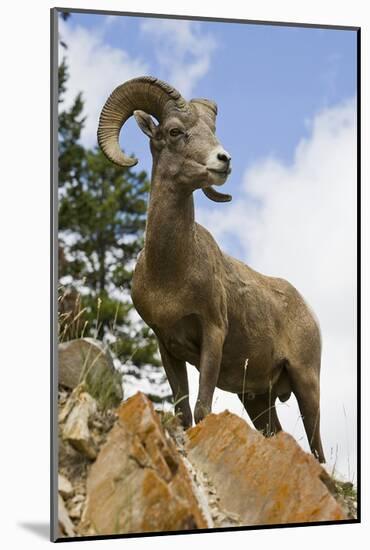 Bighorn Sheep Ram In Banff-null-Mounted Art Print